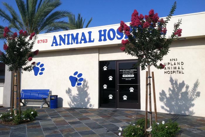 Orthopedic Veterinarian in Rancho Cucamonga