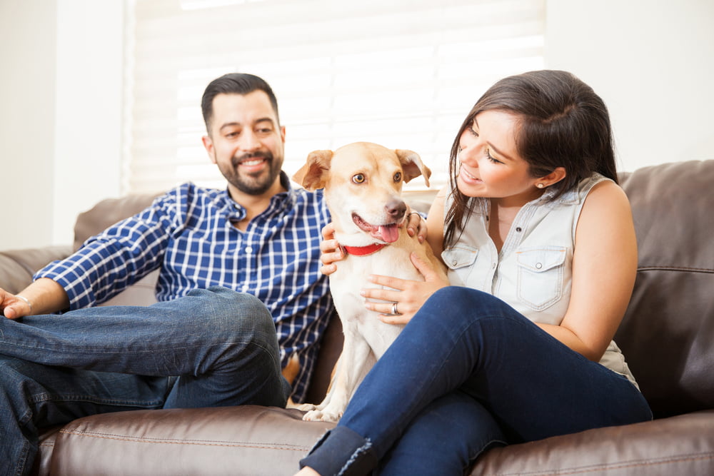 Love Your Pet Day